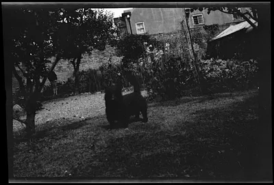 Dog in yard