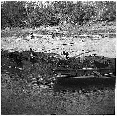 Large group of dogs drinking water from a stream: row boat in the foreground.