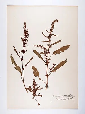 Rumex verticillatus