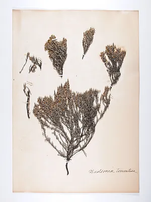 Hudsonia tomentosa