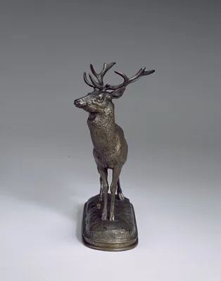 Stag Listening