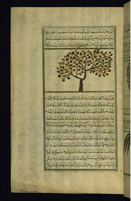 A Lotus Tree