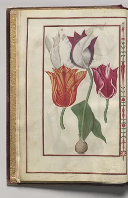 Tulips, folio 2 (verso), from Florilegium (A Book of Flower Studies)