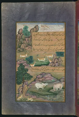 Animals of Hindustan: Small Deer and Cows Called Gini