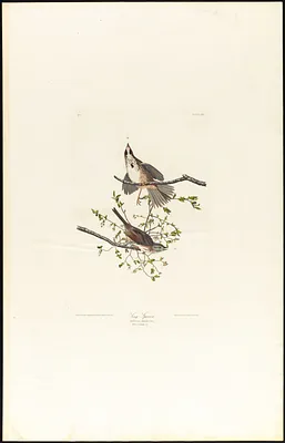 Song sparrow