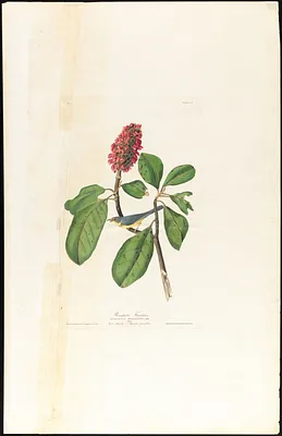 Bonaparte's flycatcher