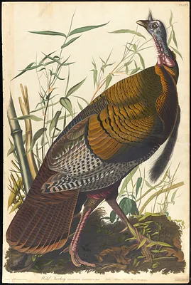 Wild turkey