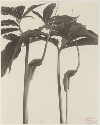 326. Arisaema dracontium, green dragon, dragon root