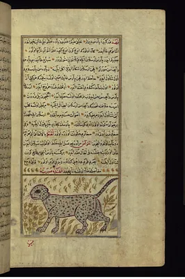 A Cheetah