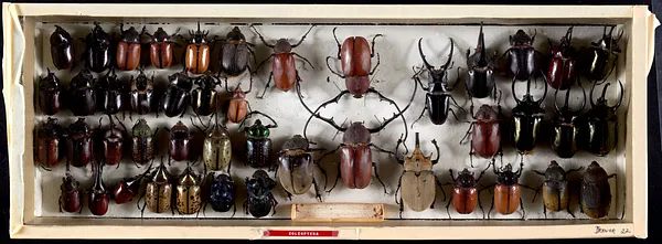 Coleoptera