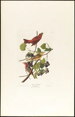 Summer red bird