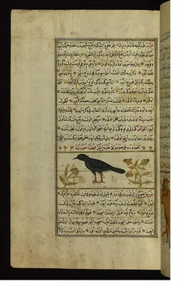 A Raven