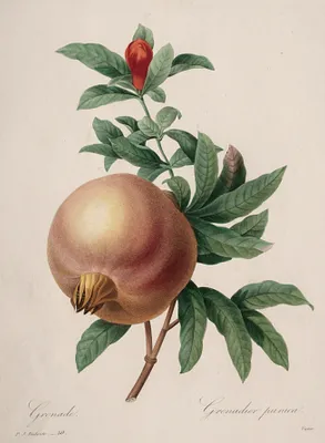 Choix des plus belles fleurs...plus beaux fruits:  Grenade