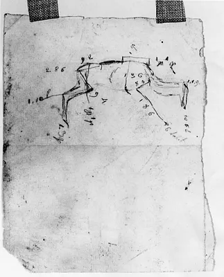 Deer with Measurements