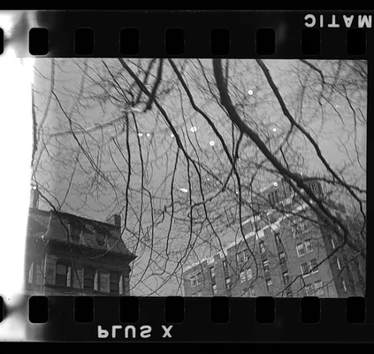 Branches of tree in the Public Garden, Boston, Massachusetts