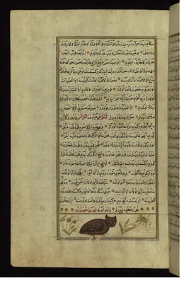 An Owl