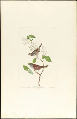 White throated sparrow