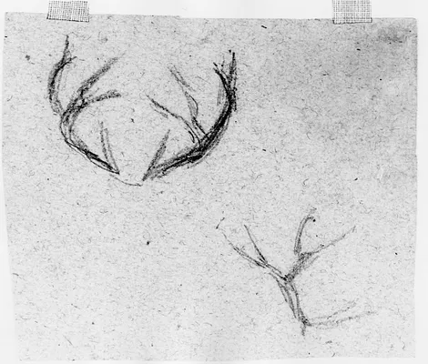 Sketches of Antlers