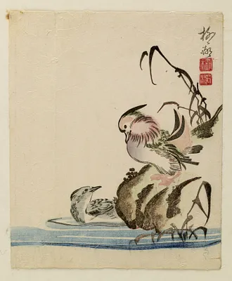 Pair of Mandarin ducks