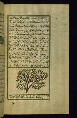 A Myrtle Tree