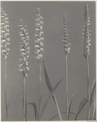 171. Spiranthes cernua, var. ochroleuca, nodding lady's tresses