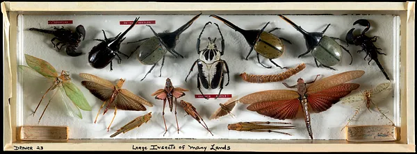 Large insects of many lands