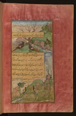 Birds of Hindustan: Luchas, Called Buqalamun, and Partridges
