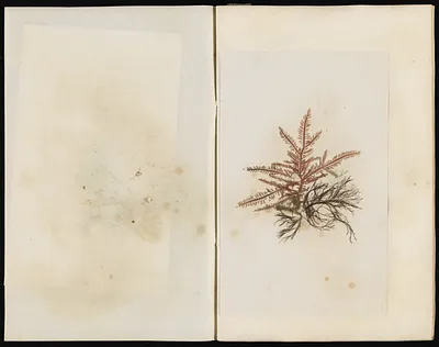 p. 43