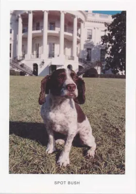 Baseball Cards - Spot Bush