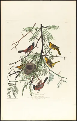 Orchard oriole
