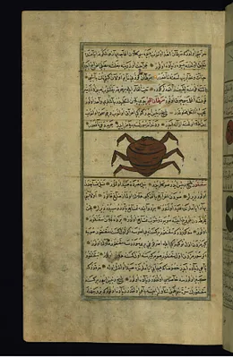 A Sea Crab