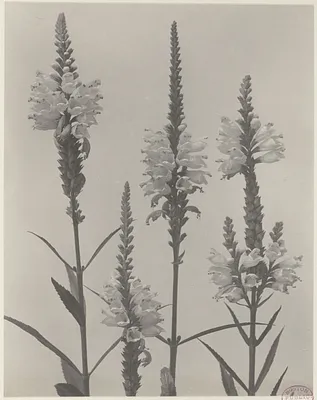190. Physostegia virginiana, false dragon-head, obedient-plant