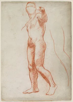 Standing Male Nude