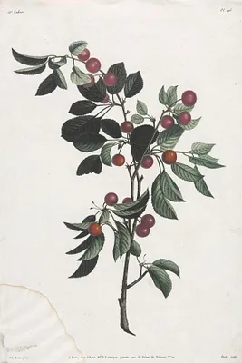 Collection des fleurs et des fruits:  Branches de Cérises précoce