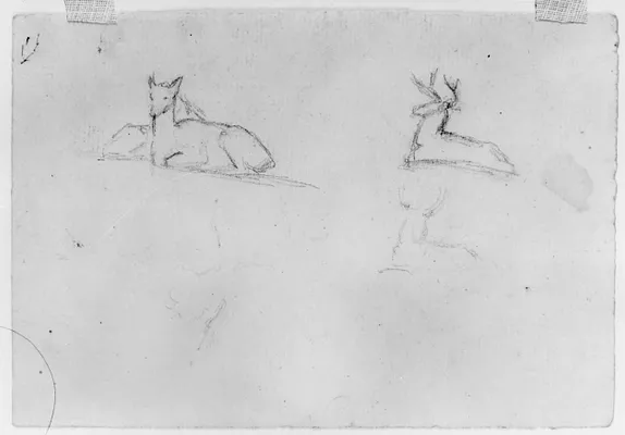 Sketches of Deer