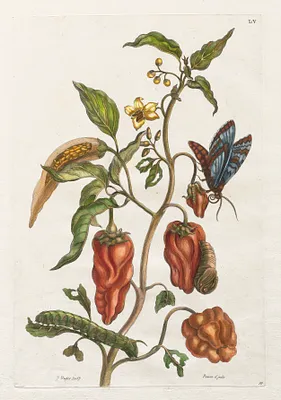 Histoire générale des insects de Suriname et de toute l'Europe:  Vol I, No. 55 - Poivre d'inde