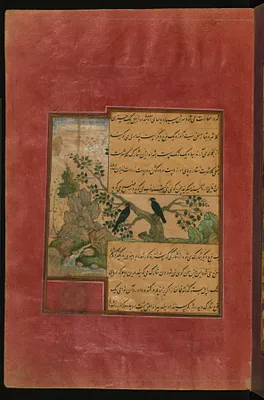 Birds of Hindustan: Starlings, Called Pandavali