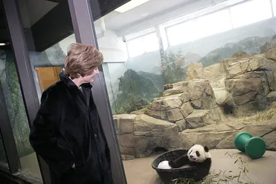 Mrs. Laura Bush Watches a Baby Giant Panda, Tai Shan, Play at the Smithsonian National Zoological Park in Washington, DC