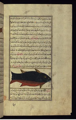A Huge Fish