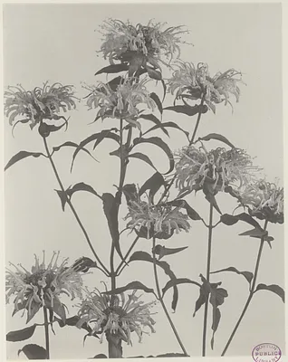 183. Monarda mollis, wild bergamot