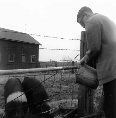 Boy Feeding Pigs, 1965