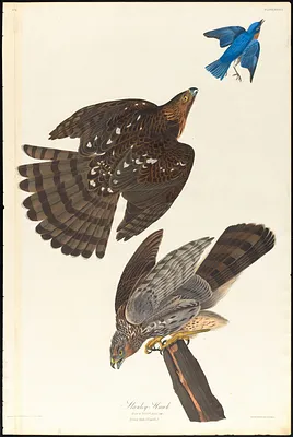 Stanley hawk