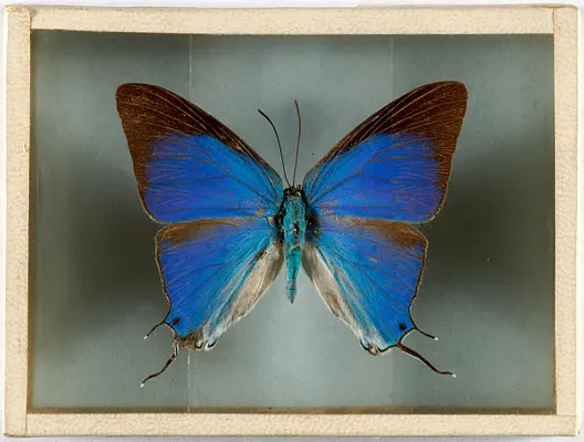 Thecla (Columbia S. A.)