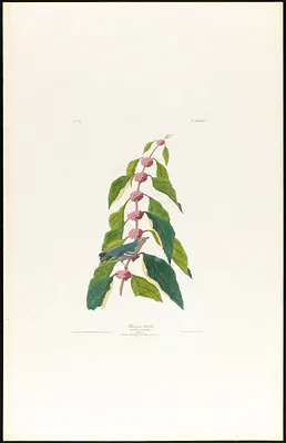 Blue-green warbler