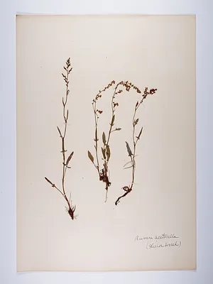 Rumex acetosella
