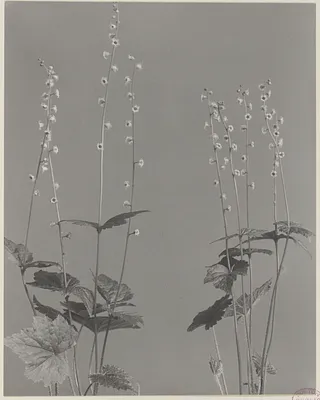 50. Mitella diphylla, miterwort, bishop's-cap