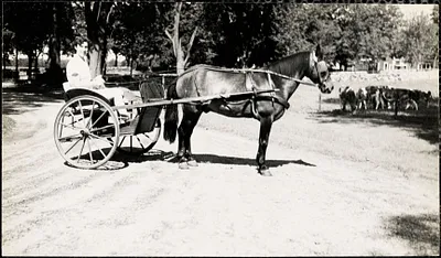 Woman  in a two-wheeled cart or chaise holding the reins of the horse harnessed to it