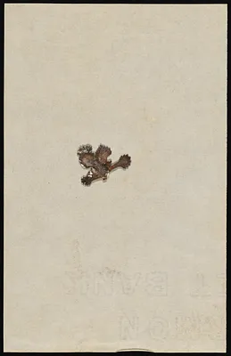 Roosevelt: Botanical Specimens [1 of 2]