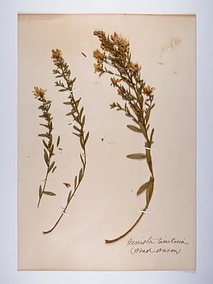 Genista tinctoria