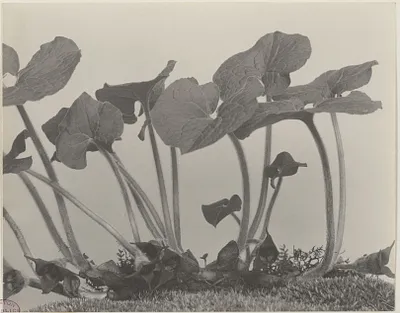 11. Asarum canadense, wild ginger